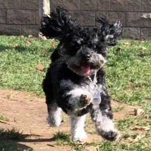 Meet your Posher, Esme